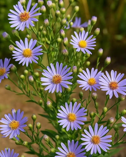 Perennial Farm Aster Laevis 'Bluebird' (Smooth Aster) – Live Perennial in #1 Container, Masses of Violet-Blue Blooms, Tall Upright Growth, Late Season, Pollinator Friendly, Ideal for Meadows & Borders