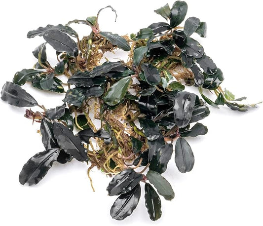 SubstrateSource Bucephalandra Deep Purple Live Aquarium Plant - Natural Freshwater Fish Tank Decorations and Aquatic Decor (Plant Clump (3 Plants))