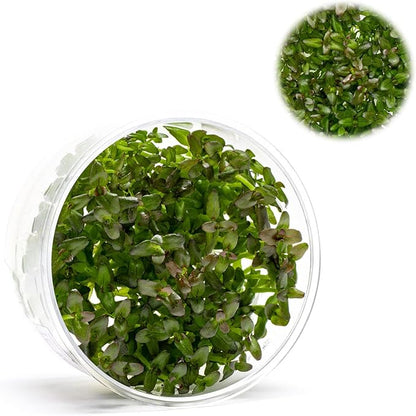 Ultum Nature Systems Live Tissue Culture - Purple Bacopa (Bacopa salzmannii) - Moderate - Moderate to High Light - Purple and Violet Accent - Midground - 100% Snail Free Grown in-Vitro - Regular Cup