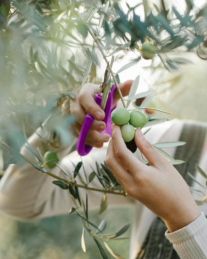 Flower Scissors - 12 Pcs Stainless Steel Flower Shears, Garden Plant Floral Shears for Fresh Flowers Stems (Blue, Green, Pink, Violet)