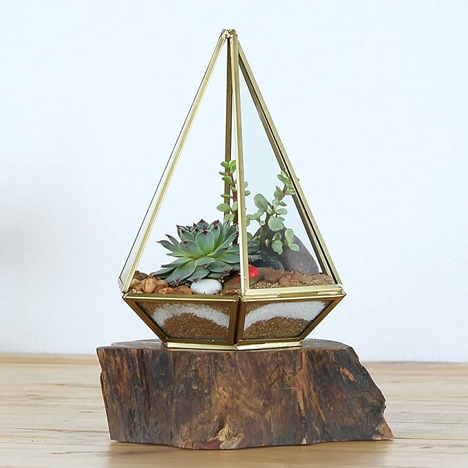 Shop Succulents Pastel Succulent Plant Pack Collection - Live Mini Succulent Plants, Low Maintenance, Bright & Serene Colors & Textures - Wedding and Party Favors, Gift & Garden, Pack of 6