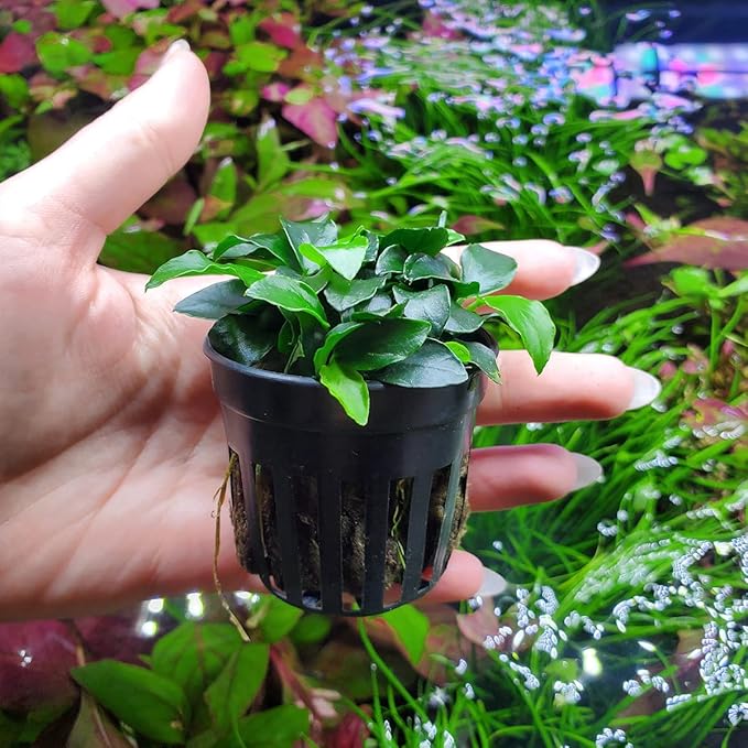 SubstrateSource Anubias Live Aquarium Plants - Potted Freshwater Plant for Fish Tanks, Terrariums - Beginner Friendly Low Light (Nana Petite, 1 Pot)