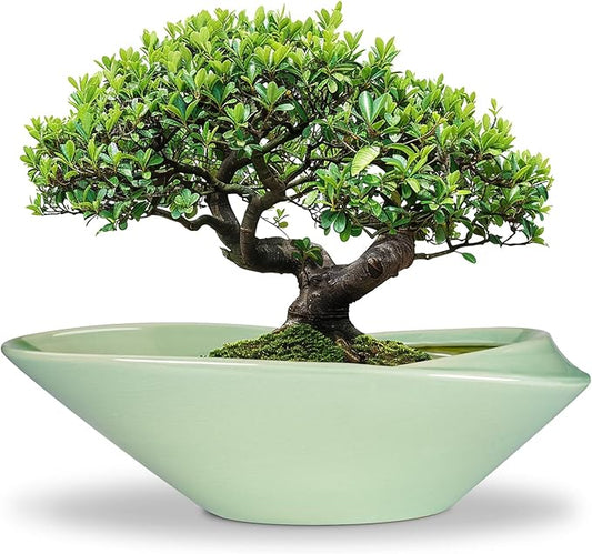 Ceramic Bonsai Pot - 18 Inch Planter with Drainage Hole Large Modern Bonsai Planter Decorative Succulent Flower Plant Pot for Indoor Plants Outdoor Green