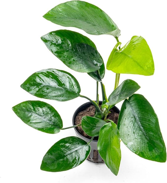 SubstrateSource Anubias Live Aquarium Plants - Anubias Nana Tropica (Anubias barteri Nana) - Low Light Epiphytic Rhizome for Foreground to Midground Freshwater Aquascapes, Dark Green Accent - Pot