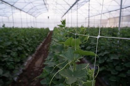 5ft by 4920-Feet Professional Grade Vegetable Support Trellis Netting Roll/Scrog Net Roll, (59" x 4920' / 1.5m x 1500m) (mesh 5.9"x6.7" / 15cm x 17cm)