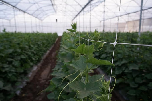 5ft by 4920-Feet Professional Grade Vegetable Support Trellis Netting Roll/Scrog Net Roll, (59" x 4920' / 1.5m x 1500m) (mesh 5.9"x6.7" / 15cm x 17cm)