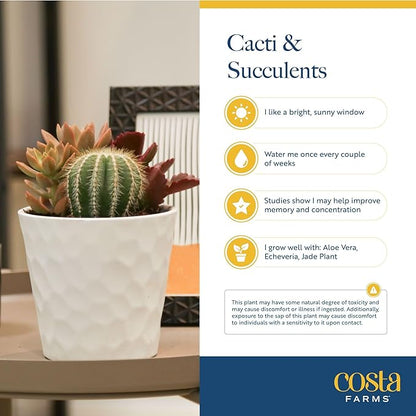 Costa Farms Mini Succulent Live Plant in Decorative Pot, Easy to Maintain Succulent Indoor Houseplant, Perfect for Home, Room, or Office Decor, Great House Warming or Birthday Gift, 2-3.5 Inches Tall