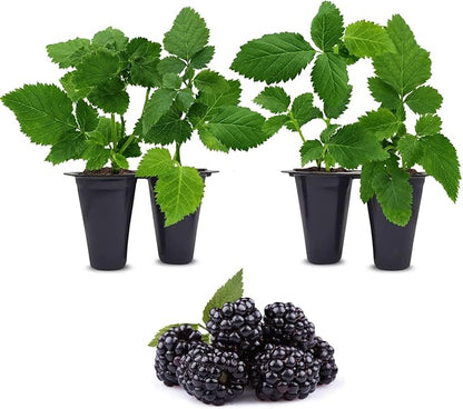 BlackBerry Plants Sweetie Pie (4 Pack) Live for Sale | Easy to Grow Plants | Edible Fruit Plant for Sustainable Living | Grow Your own Food on Your Organic Garden | Live for Planting |