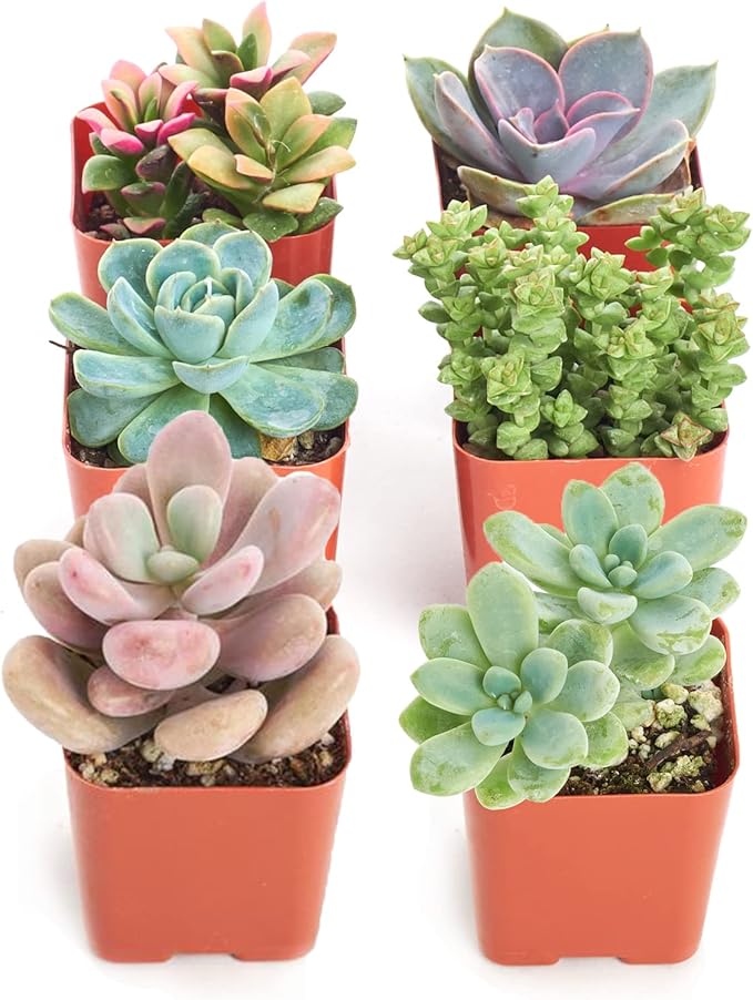 Shop Succulents Pastel Succulent Plant Pack Collection - Live Mini Succulent Plants, Low Maintenance, Bright & Serene Colors & Textures - Wedding and Party Favors, Gift & Garden, Pack of 6