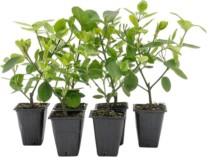6 Live Manhattan Euonymus Plants (Euonymus Kiautschovicus ‘Manhattan’) – Evergreen Shrub for Hedges, Thriving in 2.5” Nursery Cubes