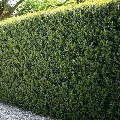 Burfordi Holly | 10 Quart Size Plants | Ilex Cornuta | Fast Growing Evergreen Shrubs, Privacy Hedge Plants, Dark Green Foliage, Low Maintenance Landscaping, Ideal for Hedges and Borders