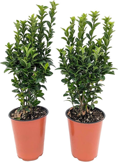 Easy to Grow Euonymus Paloma Blanca - 2 Potted Plants in Grower Pots, Low-Maintenance Shrub Hedge