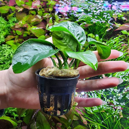 SubstrateSource Anubias Live Aquarium Plants - Potted Freshwater Plant for Fish Tanks, Terrariums - Beginner Friendly Low Light (Barteri Butterfly, 3 Pots)