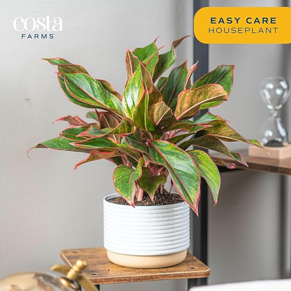 Costa Farms Chinese Evergreen, Red, Easy to Grow Live Indoor Plant Aglaonema, Houseplant Potted in Indoors Garden Plant Pot, Potting Soil Mix, Gift for New Home, Office, or Home Décor, 1-2 Feet Tall