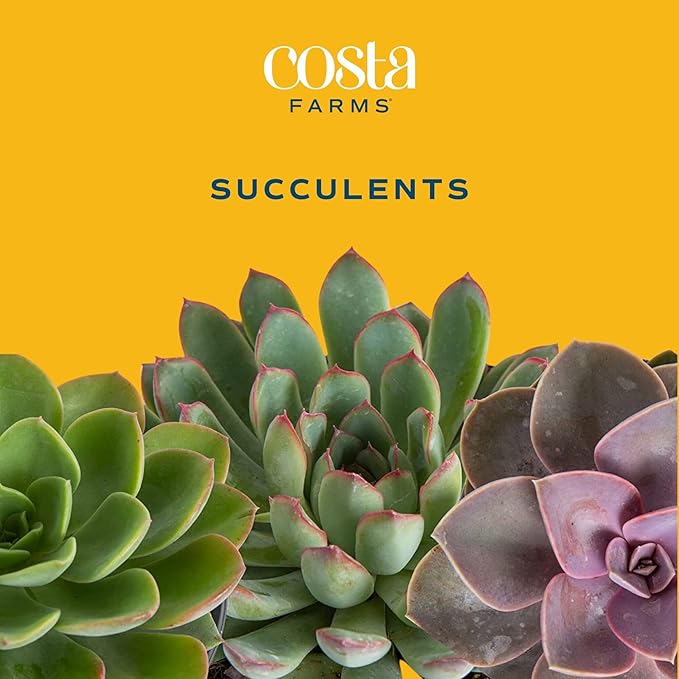 Costa Farms Mini Succulent DIY Heart Kit Fully Rooted, 2-inch Live Indoor Plant, 4-Inches Tall, Heart Frame DIY Kit, Housewarming Gift, Room Decor
