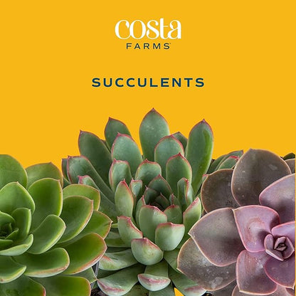 Costa Farms Mini Succulent DIY Heart Kit Fully Rooted, 2-inch Live Indoor Plant, 4-Inches Tall, Heart Frame DIY Kit, Housewarming Gift, Room Decor