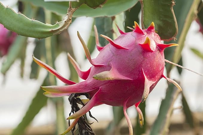 Dragon Fruit Tree - 5 Live Plants in 4 Inch Pots - Hylocereous Undatus - Edible Tropical Fruit Plant from Florida