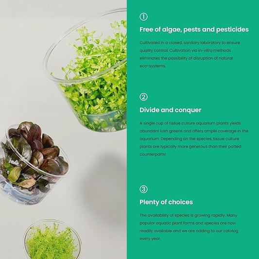 Ultum Nature Systems Live Tissue Culture - Malayan Sword (Aglaonema simplex) - Easy Care - Medium Light - Deep Green Accent - Midground - 100% Snail Free Grown in-Vitro