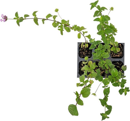 6 Lavender Lantana in 2.5” Nursery Cubes (Lantana montevidensis) | Evergreen Shrub for Hanging Baskets, Containers & Sunny Landscapes | Ready-to-Plant Live Starter Plants