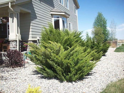 Sea Green Juniper - 3 Live Gallon Size Plants - Juniperus Chinensis - Drought Tolerant Cold Hardy Evergreen Border Screening Shrub