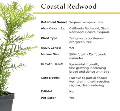 2 Coastal Redwood in 3.5” Nursery Cubes (Sequoia sempervirens) | Majestic Evergreen Tree for Shade, Privacy & Wildlife Support | Ready-to-Plant Live Starter Plants