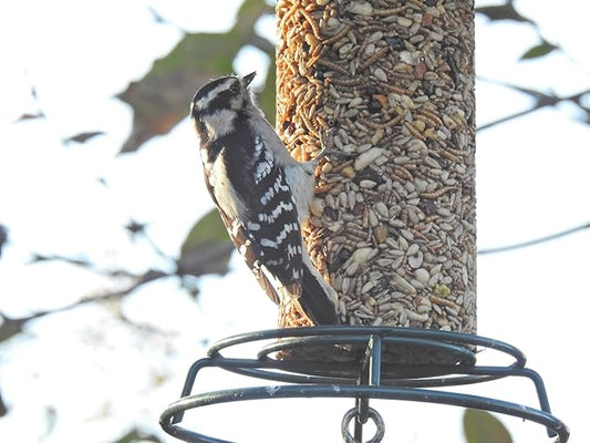 JCs Wildlife Bugs, Nuts and Berries Premium Bird Seed Small Cylinder with Hole, 1.5 lb (4 Cylinder)