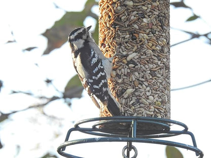 JCs Wildlife Woodpecker Blend Premium Bird Seed 2 lb Small Cylinder with Hole (1 Cylinder)