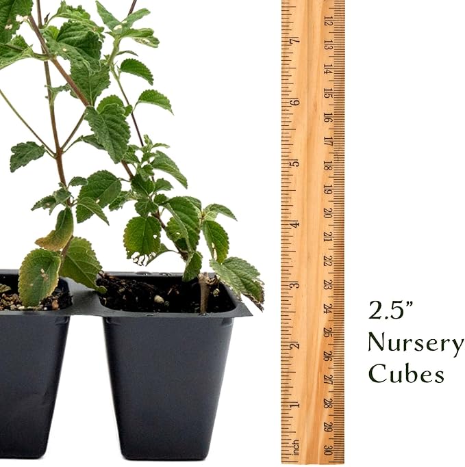 6 Lavender Lantana in 2.5” Nursery Cubes (Lantana montevidensis) | Evergreen Shrub for Hanging Baskets, Containers & Sunny Landscapes | Ready-to-Plant Live Starter Plants