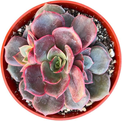 4-inch Succulent Echeveria Red Robe, Live Succulents Plants Fully Rooted in Pots with Soil, Easy-Care House Plants for DIY, Home Office Decoration