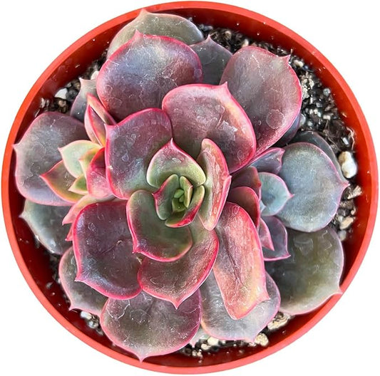 4-inch Succulent Echeveria Red Robe, Live Succulents Plants Fully Rooted in Pots with Soil, Easy-Care House Plants for DIY, Home Office Decoration