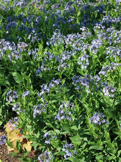 Perennial Farm Amsonia X 'Blue Ice' – Live Perennial in #1 Container, Clusters of Deep Blue Star-Shaped Blooms, Compact Habit, Drought Tolerant, Low Maintenance, Ideal for Borders & Landscapes