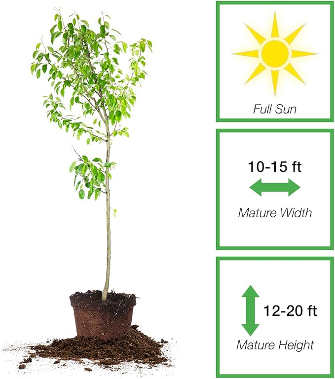 PERFECT PLANTS Moonglow Pear Tree 4-5 ft. Tall Cross Pollinator Heavy Producer of Sweet Fruit, White Flowers