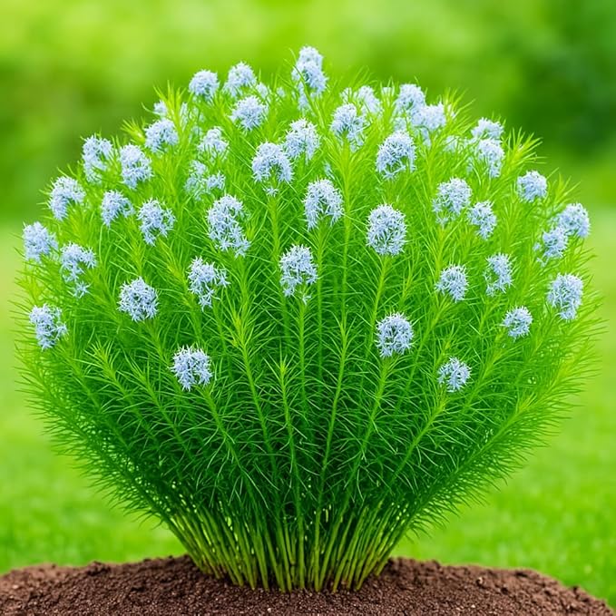 Perennial Farm Amsonia Hubrichtii – LLive Threadleaf Bluestar Perennial Plant, Size #1 Container, Soft Powder Blue Flowers with Fine Textured Foliage – Drought Tolerant, Fall Color Interest