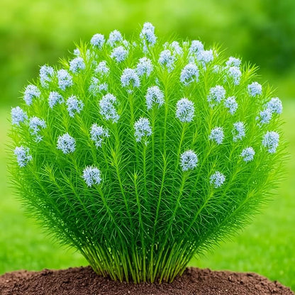 Perennial Farm Amsonia Hubrichtii – LLive Threadleaf Bluestar Perennial Plant, Size #1 Container, Soft Powder Blue Flowers with Fine Textured Foliage – Drought Tolerant, Fall Color Interest