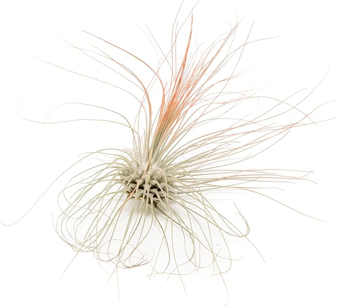 Coral Colorful Tillandsia Air Plants - Long Lasting Color Enhanced Live Tillandsia Succulent House Plants - Home and Garden Decor - Easy Care Indoor/Outdoor Plants (Argentea Thin, Single)