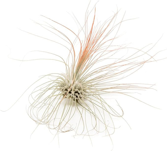 Coral Colorful Tillandsia Air Plants - Long Lasting Color Enhanced Live Tillandsia Succulent House Plants - Home and Garden Decor - Easy Care Indoor/Outdoor Plants (Argentea Thin, Single)