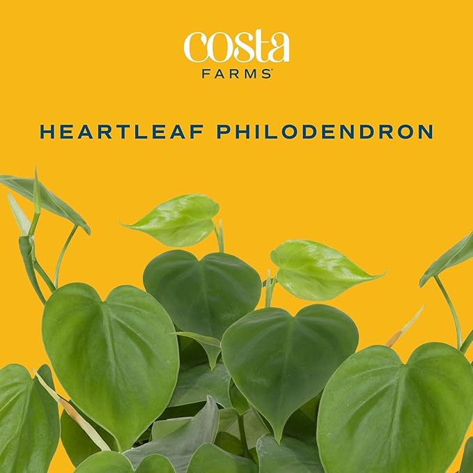 Costa Farms Philodendron Live Plant, Grower's Choice Indoor House Plant, Easy to Grow Vining Houseplant in Decorative Plant Pot, Climbing Trellis, Living Room Home or Office Decor, Birthday Gift