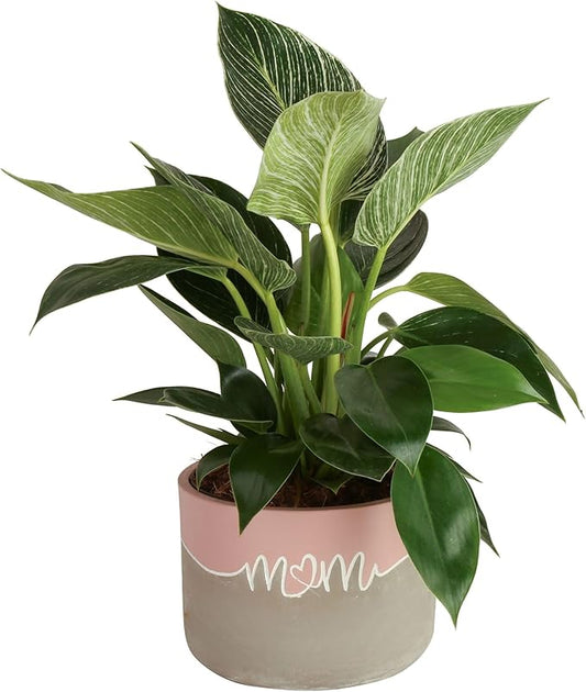 Costa Farms Philodendron Birkin Live Plant in Decorative Pot, Air Purifying Indoor Houseplant, Perfect for Home, Room, or Office Decor, Great House Warming or Birthday Gift, 12-18 Inches Tall