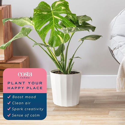 Costa Farms Live Plant, Thai Constellation Monstera House Plant, Decorative Plant Pot, Trending Tropicals Collection for Home and Room Decor, 2-3-Feet Tall