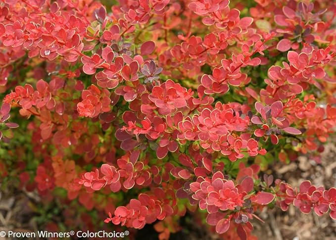 SUNJOY® Tangelo™ Berberis thunbergii- Proven Winners - 4" Pot