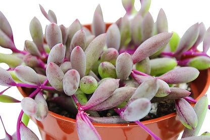 Live Succulent 4" Othonna Capensis Ruby Necklace, Succulents Plants Live, Succulent Plants Fully Rooted, House Plant for Home Office Decoration, DIY Projects, Party Favor Gift by The Succulent Cult