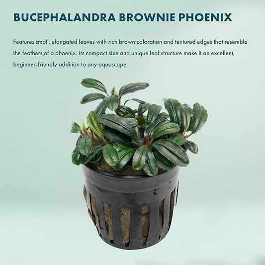SubstrateSource Live Plants - Bucephalandra Brownie Phoenix - Low Light, Dark Green to Red Accent for Foreground to Midground Freshwater Aquarium Aquascaping - Pot