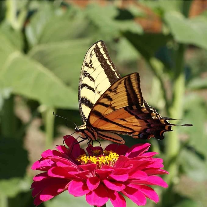 Zinnia Seeds for Planting Outdoors - ~1,500 California Giant Mix Zinnia Seeds - Beautiful 4' Tall Wildflower Blossoms - Zinnia elegans Pollinator Seed Mix - Bright, Cheerful Annual Flower Seed Packets