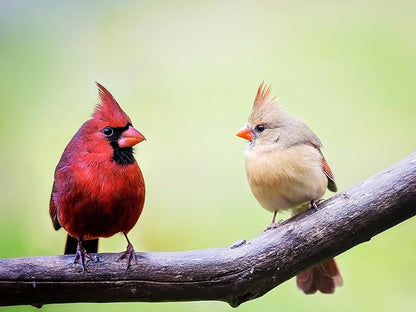 Birdseed Cylinders with Hole - Bird Seed for Outside Wild Birds (Small Cylinder, Neat Beak 2pc)