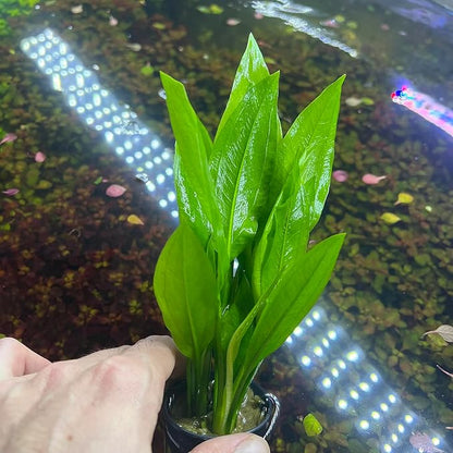 SubstrateSource Amazon Sword Echinodorus Bleheri Live Plant for Freshwater Aquariums, Natural Fish Tank Decorations, and Aquatic Decor (3 Pots (6-9 Plants))