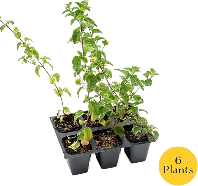 6 Lavender Lantana in 2.5” Nursery Cubes (Lantana montevidensis) | Evergreen Shrub for Hanging Baskets, Containers & Sunny Landscapes | Ready-to-Plant Live Starter Plants
