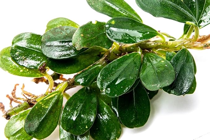 SubstrateSource Bucephalandra Purple Blue Live Aquarium Plant - Natural Freshwater Fish Tank Decorations, Aquatic Decor (Plant (6-10 Leaves))