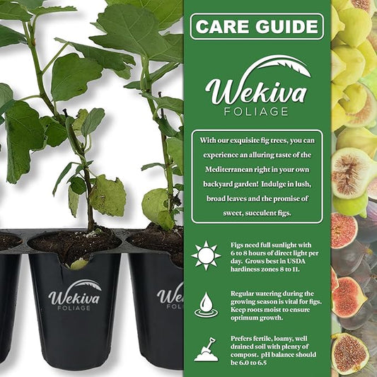 Kadota Fig Tree - 4 Live Starter Plants - Ficus Carica - Edible Fruit Tree for The Patio and Garden