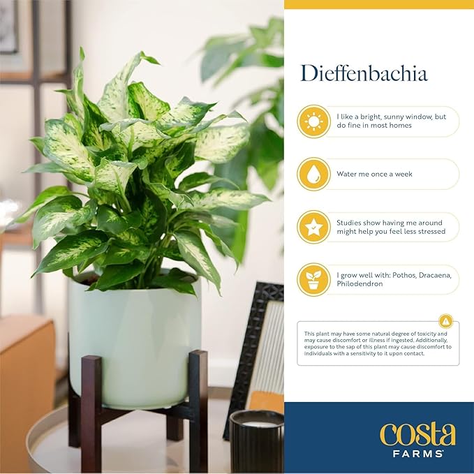 Costa Farms Dieffenbachia, Live Indoor Plant in Thank You Gift Wrap Planter, Potted Houseplant in Potting Soil Mix, Housewarming, Birthday Gift, 12-14 Inches Tall