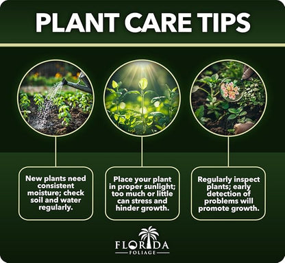 Photinia Red Tip - 3 Live Plants - Photinia x Fraseri - Evergreen Landscape Shrub